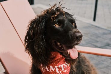 Photo of a dog with a handkerchief around its neck.