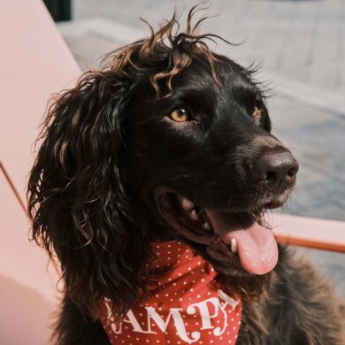 Photo of a dog with a handkerchief around its neck.