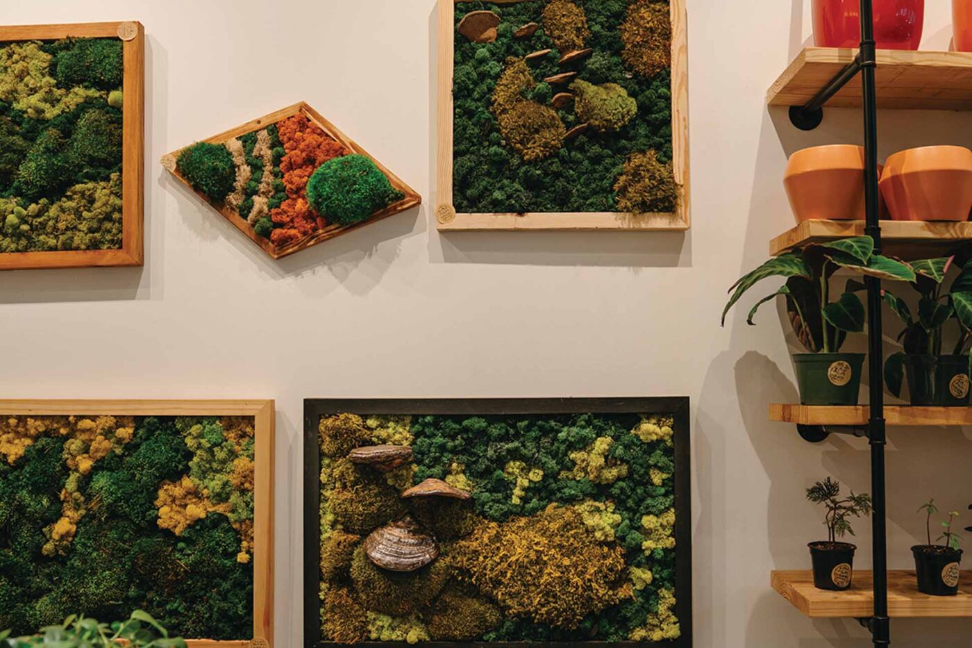 The Artful Evolution of Yura Vine Brothers CURRENT