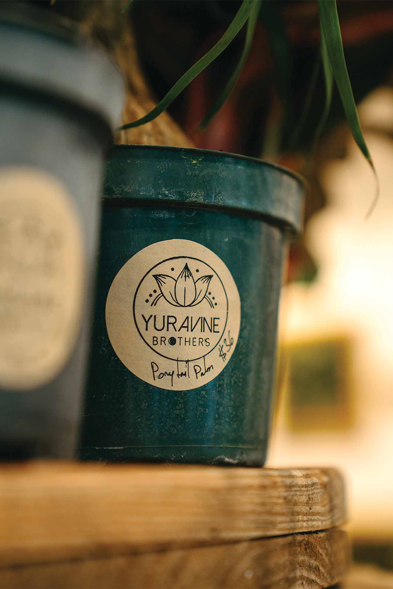 The Artful Evolution of Yura Vine Brothers CURRENT