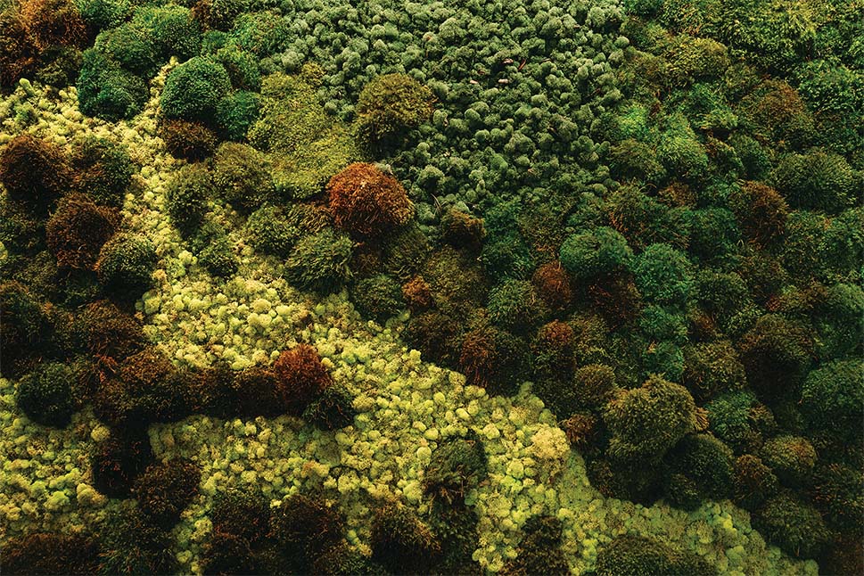 a close-up of a forest